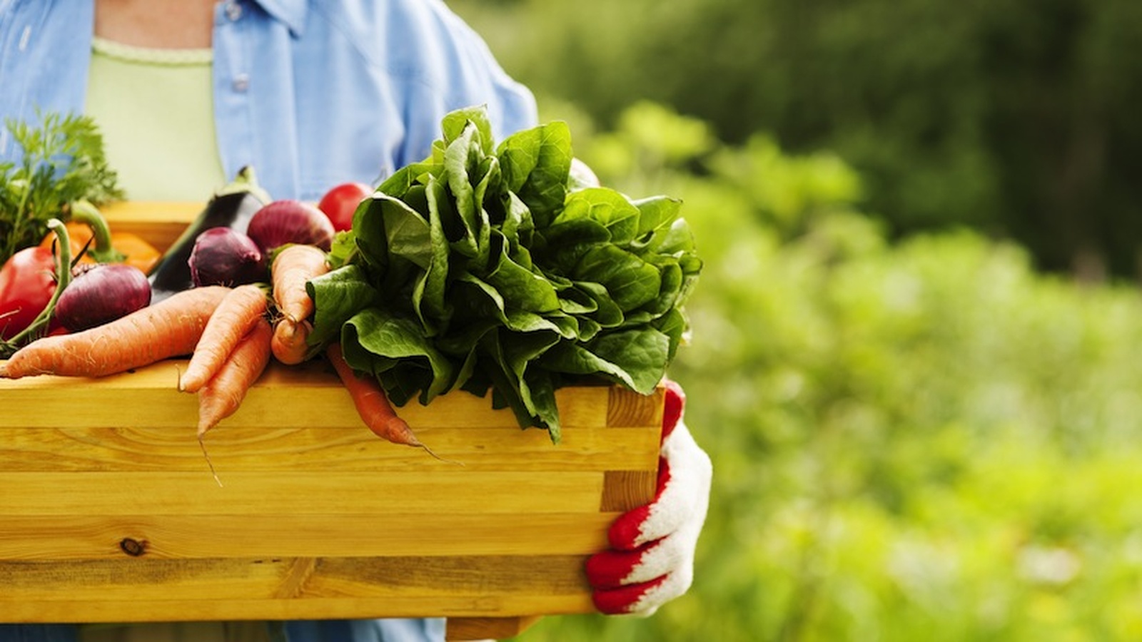 Rising Food Prices - Grow Your Own Organic Garden